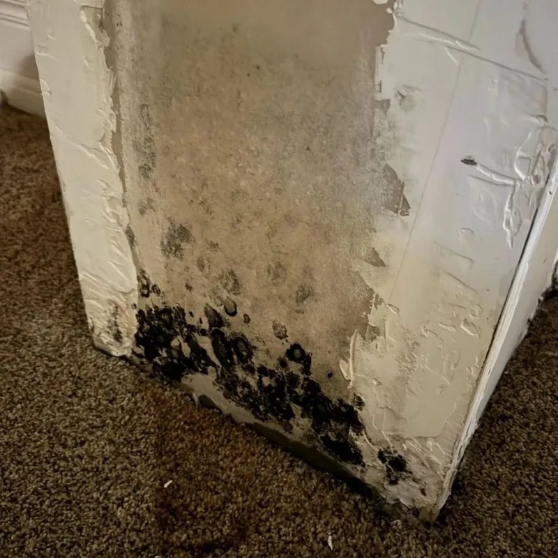 Professional Mold Removal in Eureka, IL